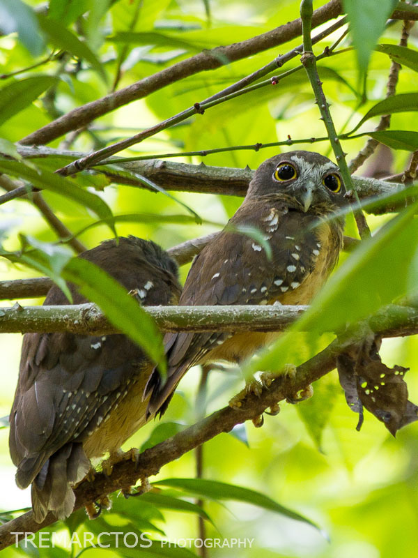 Ochre-bellied Boobook photo