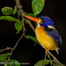 North Moluccan Dwarf-Kingfisher - Photo (c) Ben Schweinhart, all rights reserved, uploaded by Ben Schweinhart