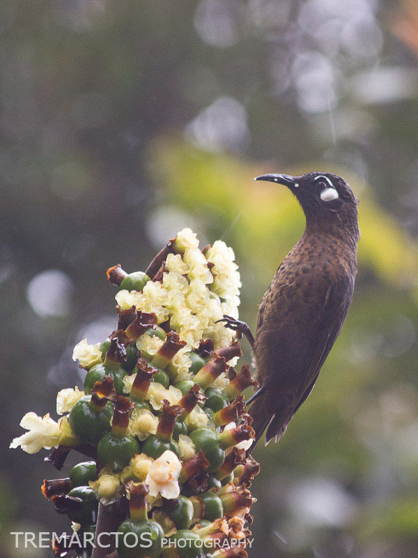 White-eared Myza photo