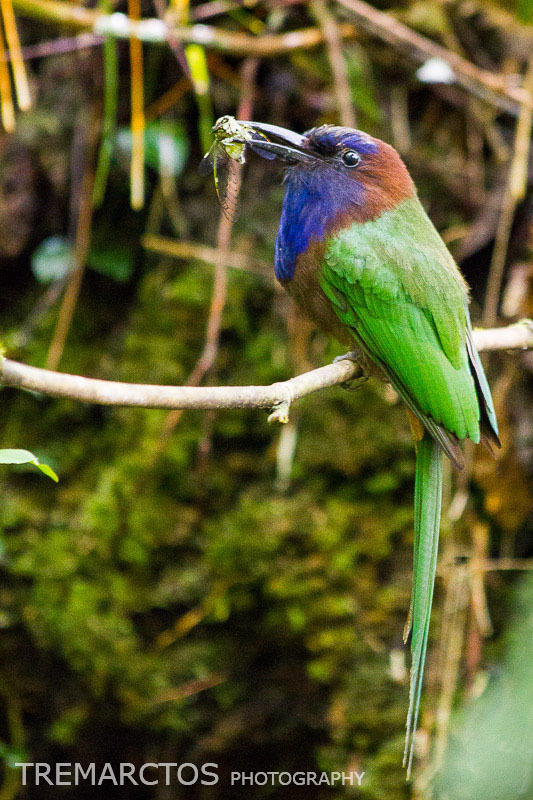 Purple-bearded Bee-eater photo