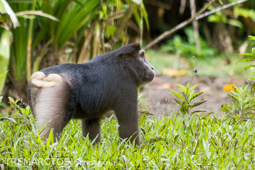 Heck's Macaque (Macaca hecki) — Vulnerable Mammalia