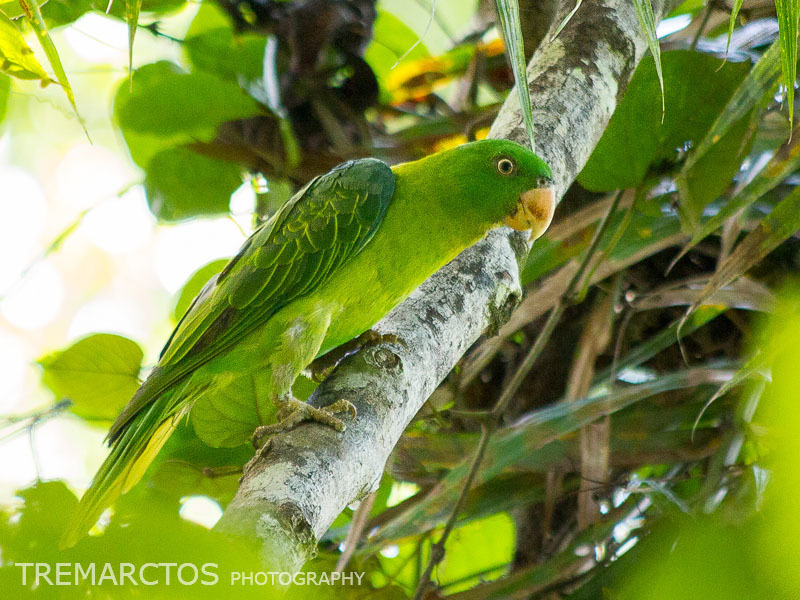 Azure-rumped Parrot photo
