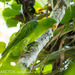 Azure-rumped Parrot - Photo (c) Ben Schweinhart, all rights reserved, uploaded by Ben Schweinhart