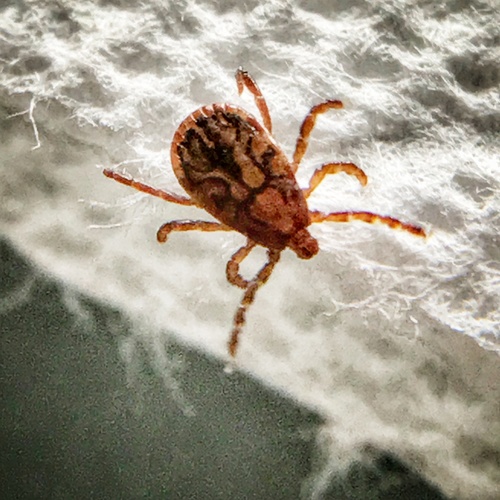 Pacific Coast Tick