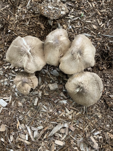 photo of Scaly Shield (Pluteus petasatus)