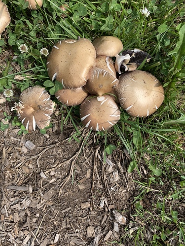 photo of Pale Brittlestem (Candolleomyces candolleanus)