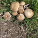 photo of Pale Brittlestem (Candolleomyces candolleanus)