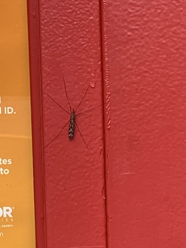 photo of Typical Crane Flies (Tipuloidea)