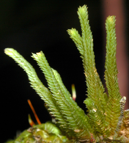 Pleurozia articulata