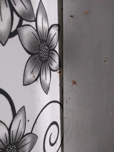 Red House Spider