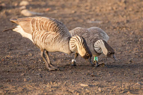 Hawaiian Goose
