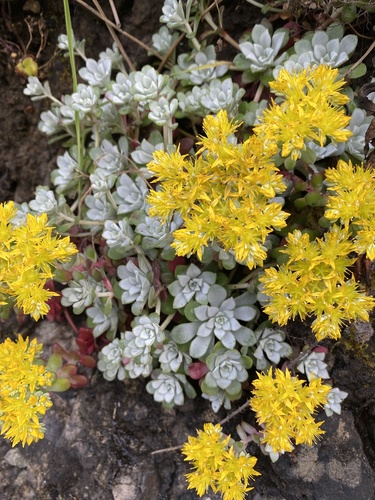 Sedum spathulifolium