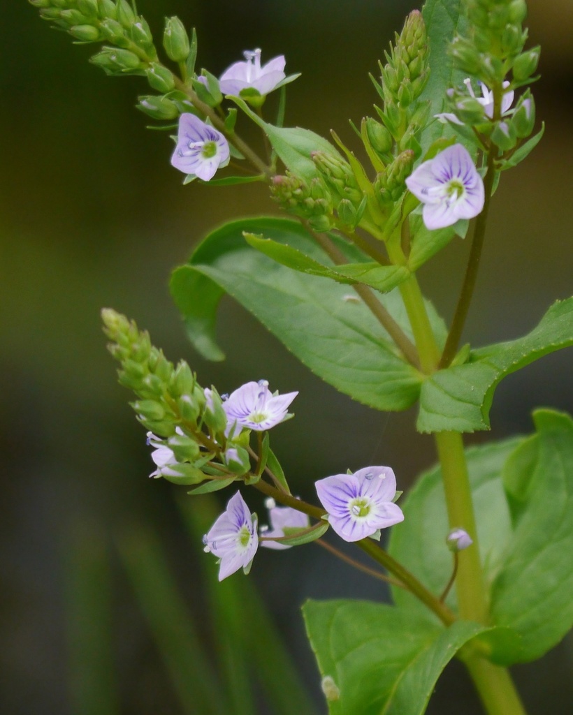Water speedwell