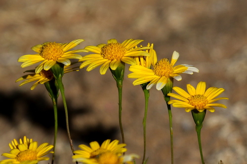 Thymophylla tenuiloba var. tenuiloba