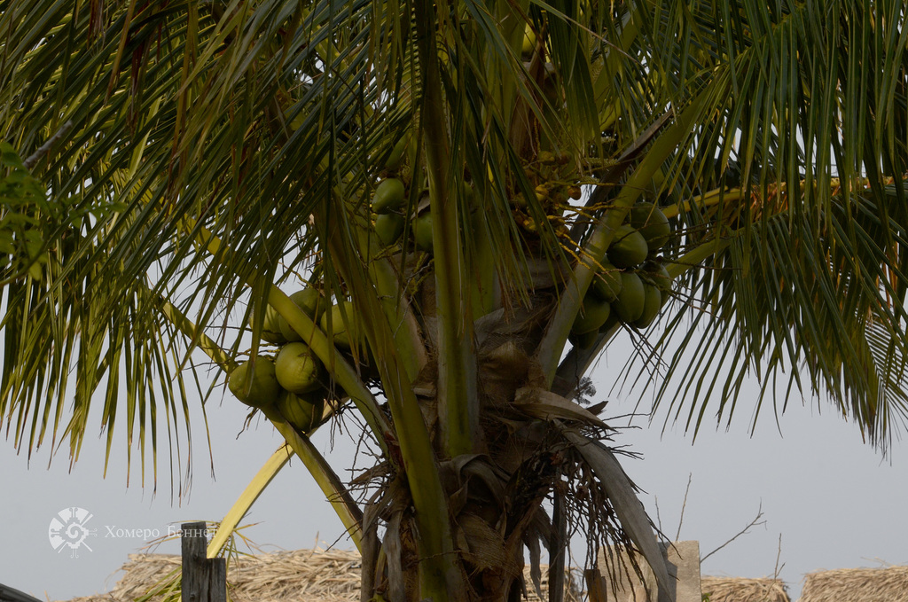 coconut palm from Tatahuicapan de Juárez, Ver., México on May 3, 2017 ...