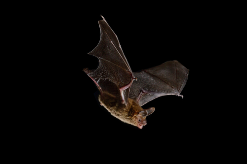 Van Gelder's bat