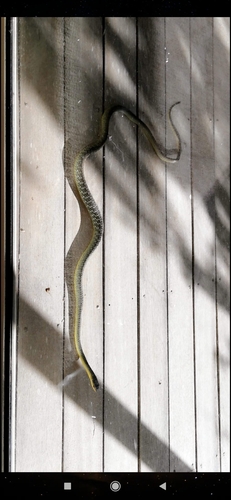 Common Tree Snake sighting