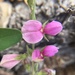 Wright's Milkpea - Photo (c) Mary Owen, all rights reserved, uploaded by Mary Owen