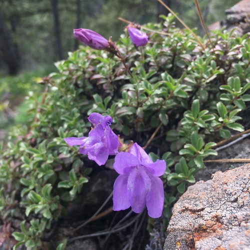Penstemon fruticosus var. serratus