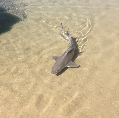 Mustelus asterias Cloquet, 1819
