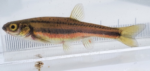 Northern Redbelly Dace
