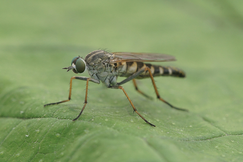 blekbent vedstilettfluga