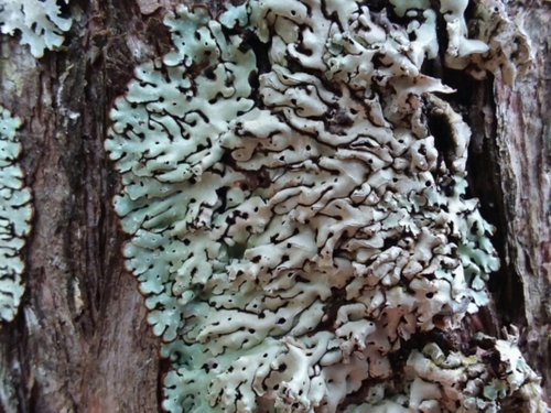 Menegazzia