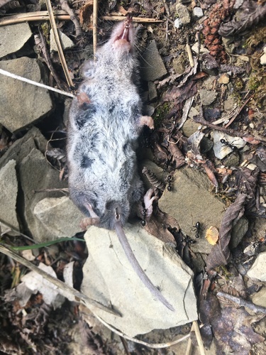 Bicoloured Shrew