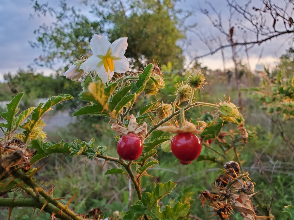 Solanum sisymbriifolium DSC09438 Planta do joá-bravo, joá,…