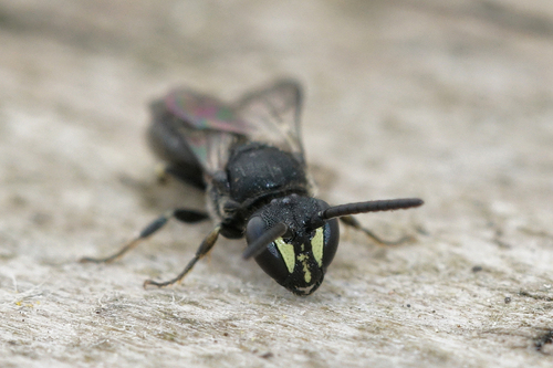 Hylaeus communis nuotrauka