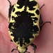 Harlequin Flower Beetle - Photo (c) Jamie, all rights reserved, uploaded by Jamie
