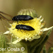 Acmaeodera crinita melanosoma - Photo (c) Helder Costa, all rights reserved, uploaded by Helder Costa