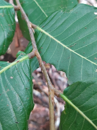 Licania arborea - Leaves