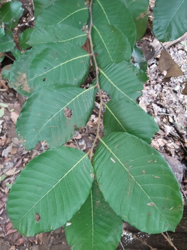 Licania arborea - Whole tree