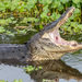 American Alligator - Photo (c) Matthew Paulson, all rights reserved, uploaded by Matthew Paulson