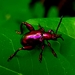 Frog-legged Leaf Beetle - Photo (c) clive_shalom, all rights reserved