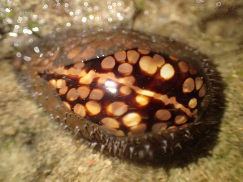 Mauritia mauritiana (Linnaeus, 1758)