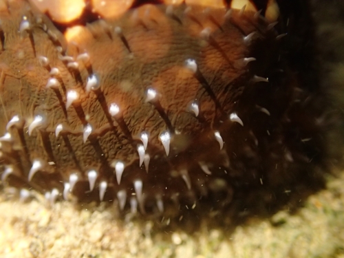 Humpback Cowry