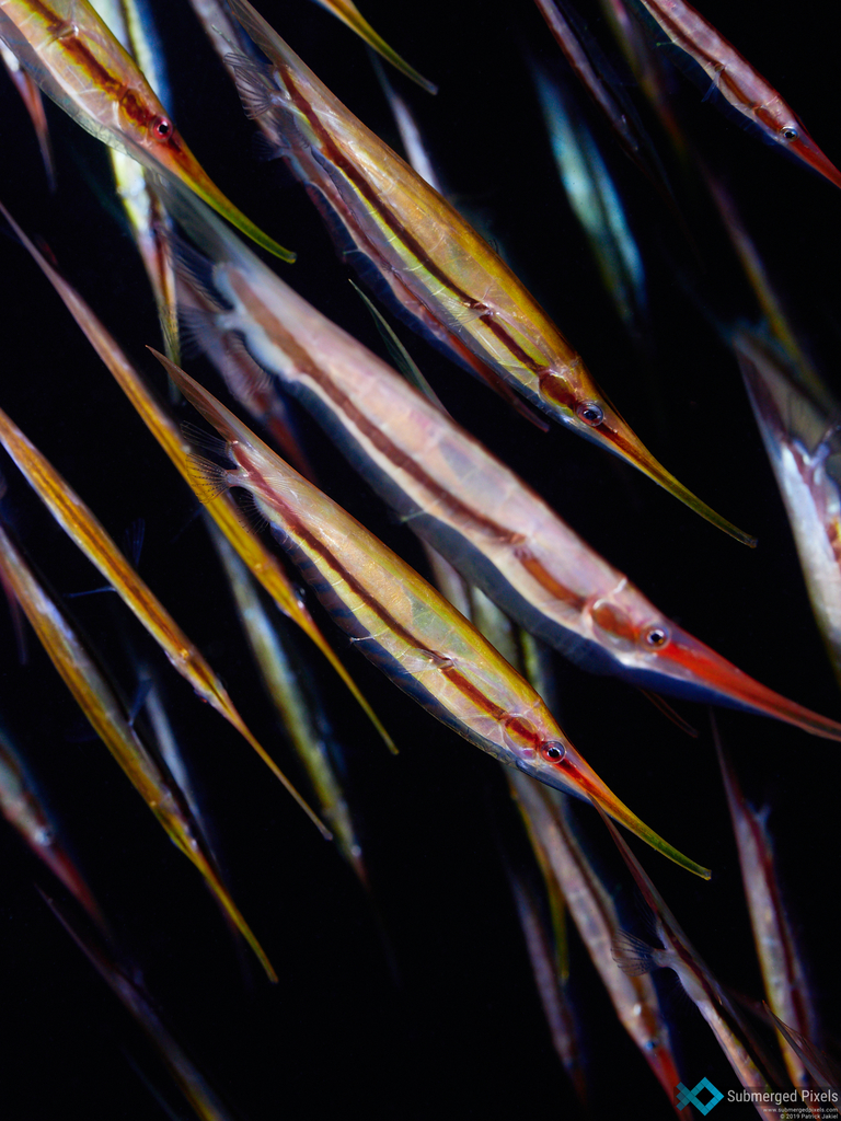 Grooved Razorfish (Centriscus scutatus) - Marine Life Identification