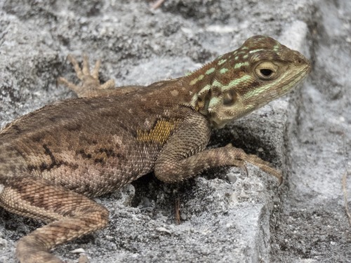 Peters's Rock Agama