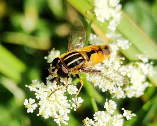Woolly-tailed Marsh Fly