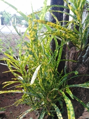 Codiaeum variegatum var. pictum image