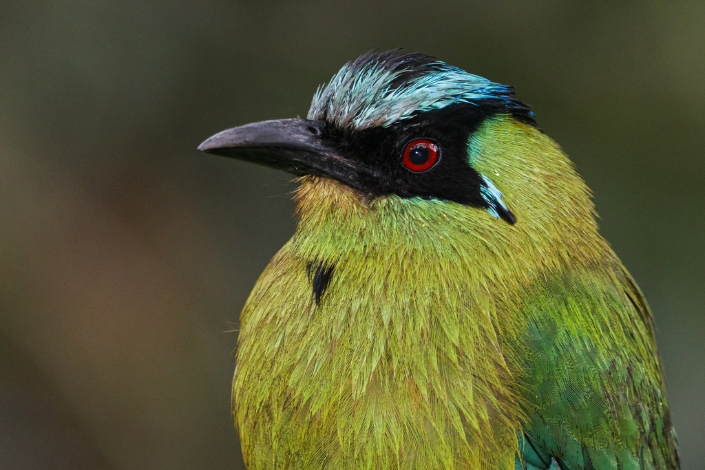 Andean Motmot photo