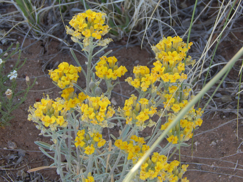 mid bladderpod (Lesquerella intermedia)