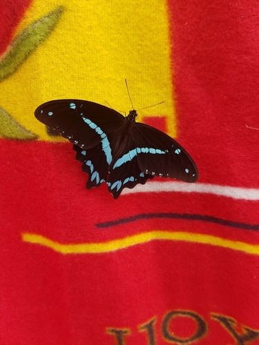 Papilio nireus pseudonireus