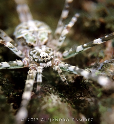 Mexican Two-tailed Spider
