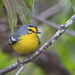 St. Lucia Warbler - Photo (c) Judd Patterson, all rights reserved, uploaded by Judd Patterson
