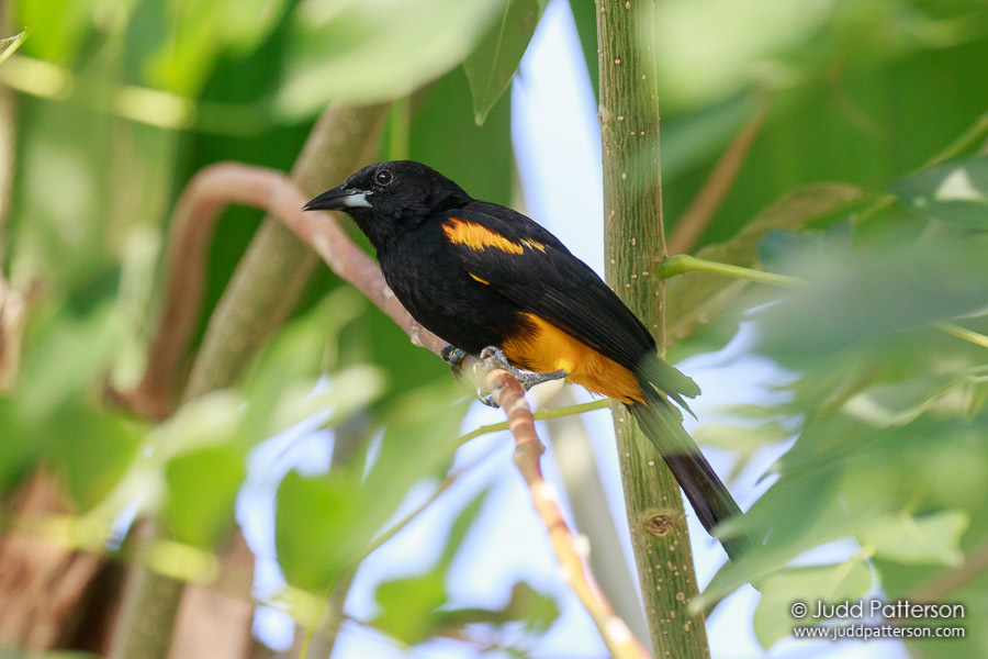 St. Lucia Oriole photo
