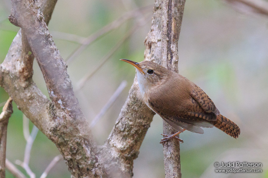 St. Lucia Wren photo