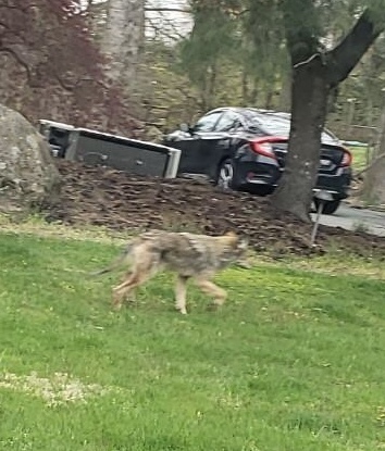 photo of Coyote (Canis latrans)